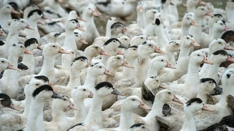 Mortes de gansos e patos em zoológico no RS foram por gripe aviária