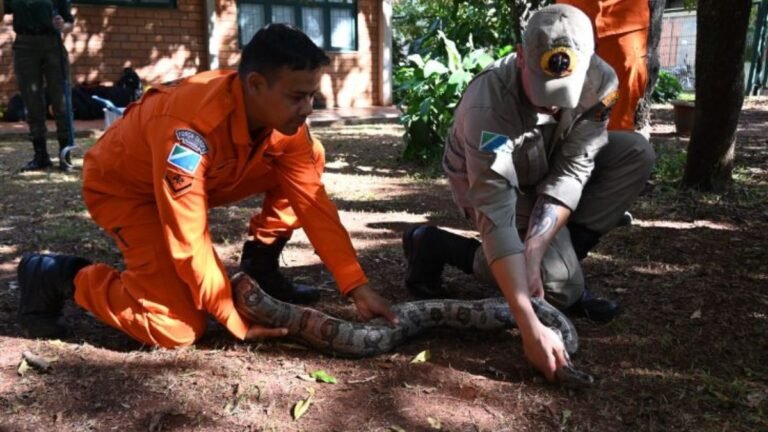 Na luta contra o fogo toda vida importa e Bombeiros aprimoram técnicas para resgate de animais silvestres