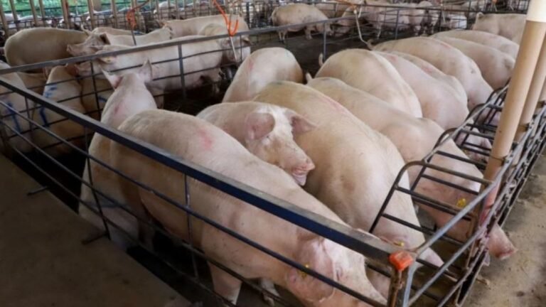 Com quase 300 granjas, suinocultura impulsiona economia de MS e vira referência nacional