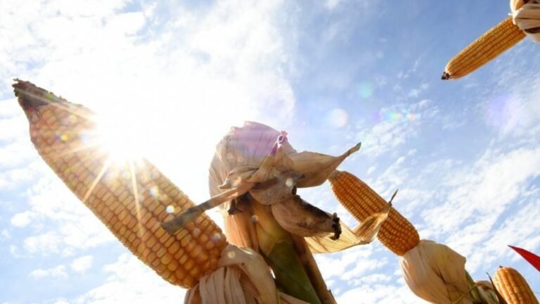 Motor de MS: agronegócio deve puxar PIB do Estado, com previsão de crescer 5,5% neste ano