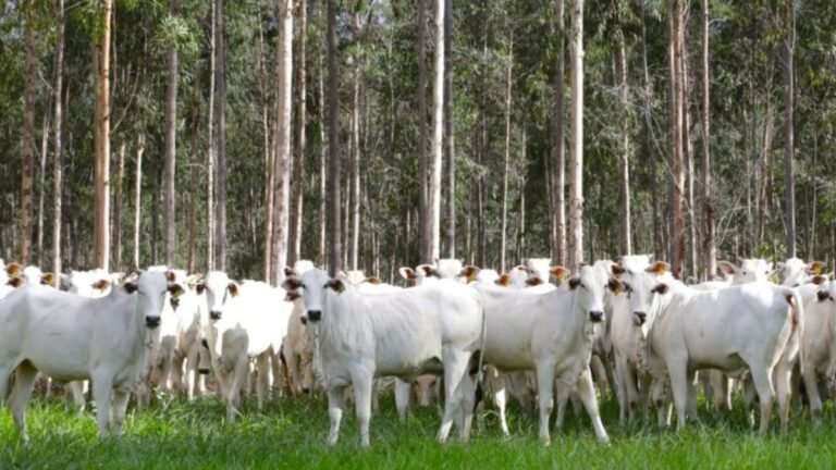 Com área livre de aftosa, trânsito de bovinos de MS para todo o território nacional está liberado