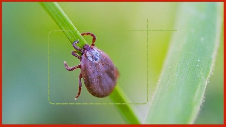 SES formaliza distribuição de remédios no início da sazonalidade da febre maculosa
