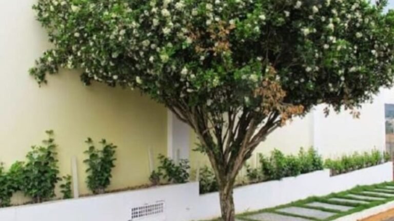 Proibição de murta em Campo Grande é positiva para dar segurança sanitária à citricultura no Estado