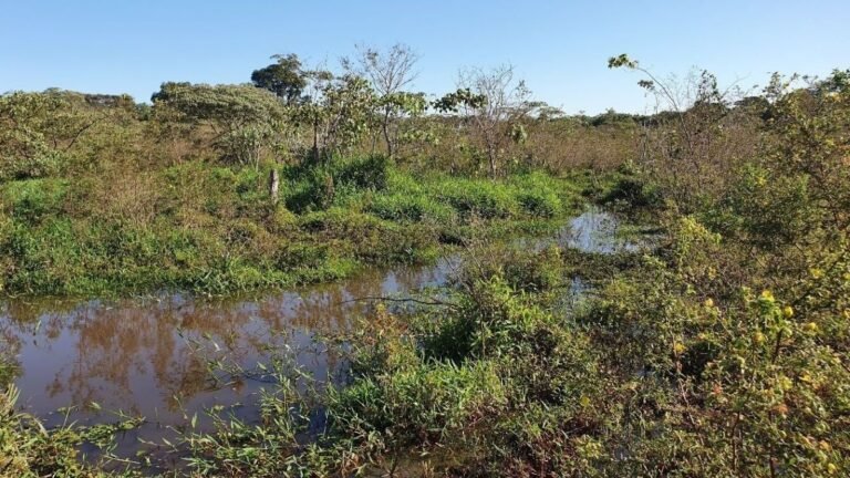 Prefeitura intensifica atividades no Dia Mundial do Meio Ambiente