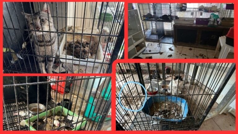 Fotos – MPMS propõe ação civil pública para evitar morte de 200 animais em situação de abandono e maus-tratos