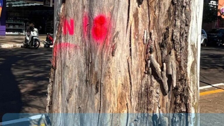 Prefeitura inicia plano de arborização para tornar Dourados mais verde e segura