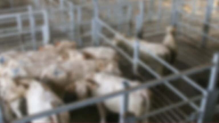 MPMS apura maus-tratos a quase 200 bovinos em propriedade rural de Dourados