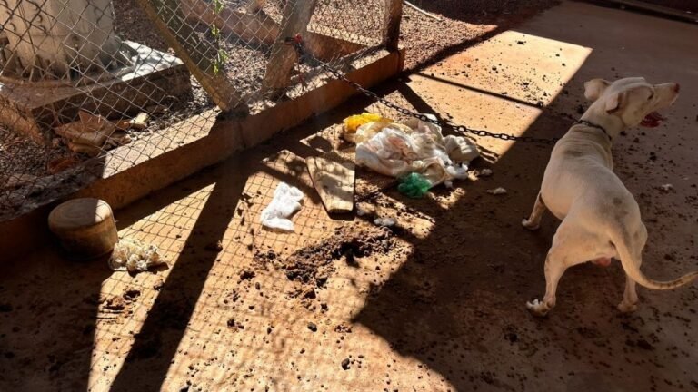 Pitbull é resgatado em condições precárias, sem comida, água e exposto ao frio