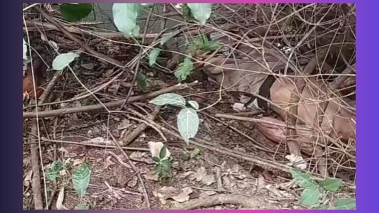 Vila Cachoeirinha – Corpo é encontrado em mata as margens de corrego em Dourados