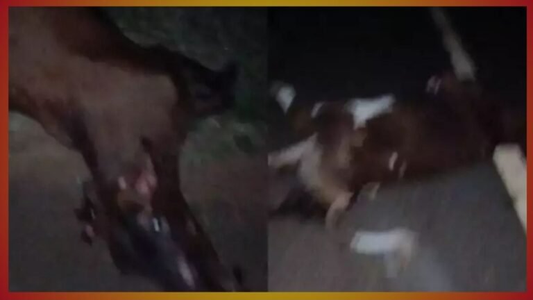 Criança de 5 meses não resite e morre devido acidente com vacas  na MS-430 em São Gabriel do Oeste