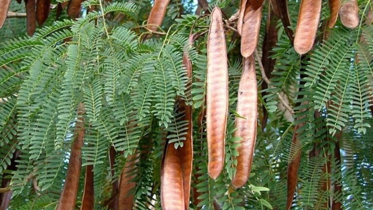 Prefeitura prepara lei para erradicar árvore invasora que prejudica flora em Dourados