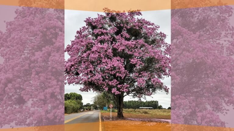 Previsão do tempo para esta quinta-feira 21/08 a segunda 25/08 em Dourados e região