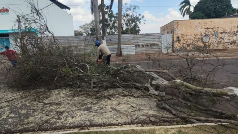 Prefeitura dá rápida resposta a atendimentos por queda de árvores em início de primavera chuvosa