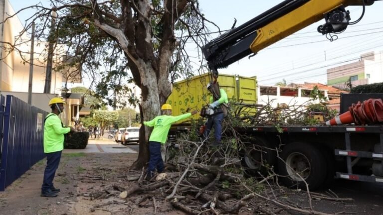 Prefeitura inicia supressão de árvores condenadas e vai plantar o dobro de mudas