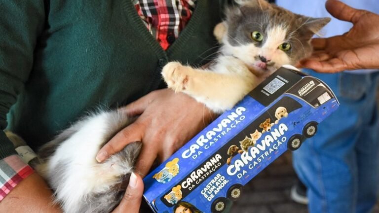 Prefeitura e Estado realizam Caravana da Castração para 1.500 cães e gatos