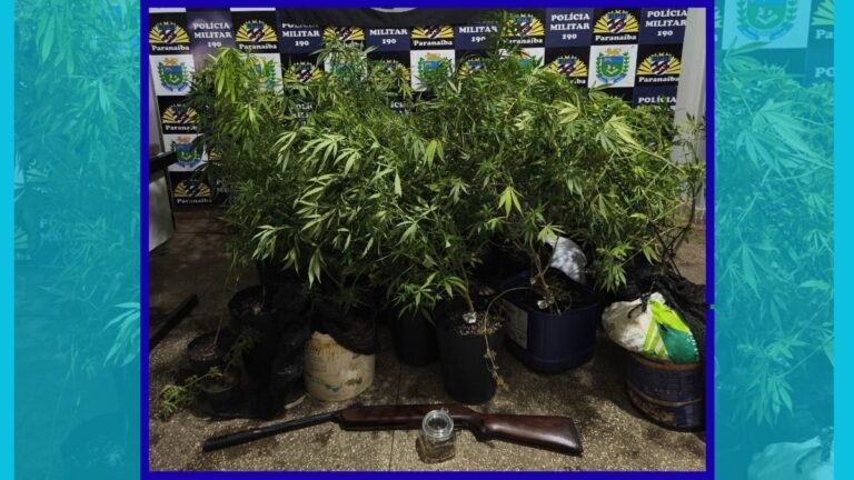 Vídeo mostra Polícia Militar apreendendo 60 pés de maconha em residência