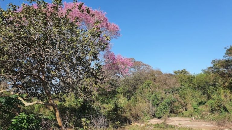 Prefeitura fará pesquisa socioambiental no Parque Natural Municipal do Paragem