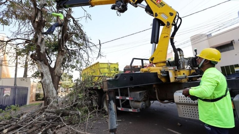 Prefeitura avança na retirada de árvores condenadas e inicia replantio em novembro