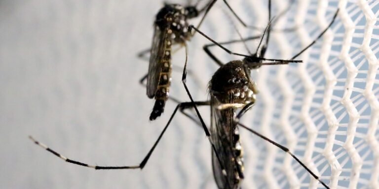 Vacina do Instituto Butantan contra a dengue pode beneficiar a saúde mundial