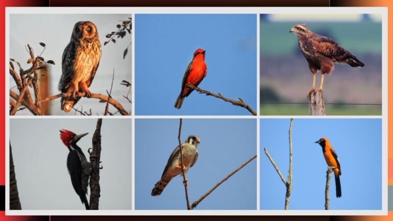 Prefeitura e Clube de Observação realizam exposição “Dourados e Suas Aves”