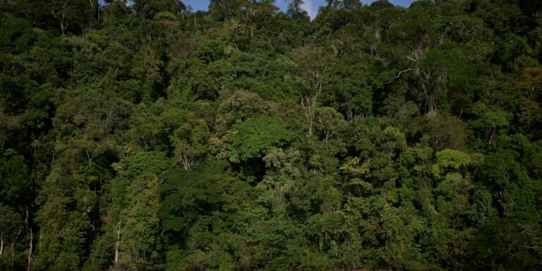 Congresso inclui vetos à Lei de Licenciamento Ambiental na pauta