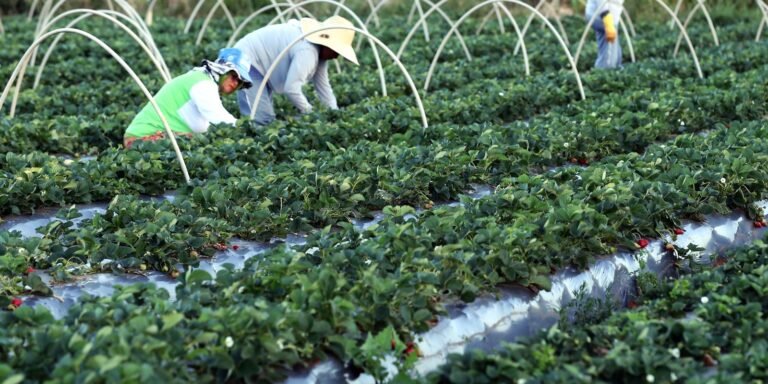 Finep anuncia investimento de R$ 74,9 milhões para fortalecer a agricultura familiar