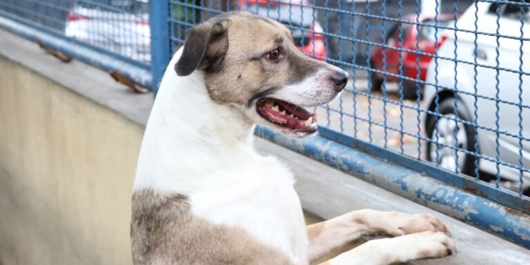Fogos de artifício causam sofrimento físico e colocam animais em risco