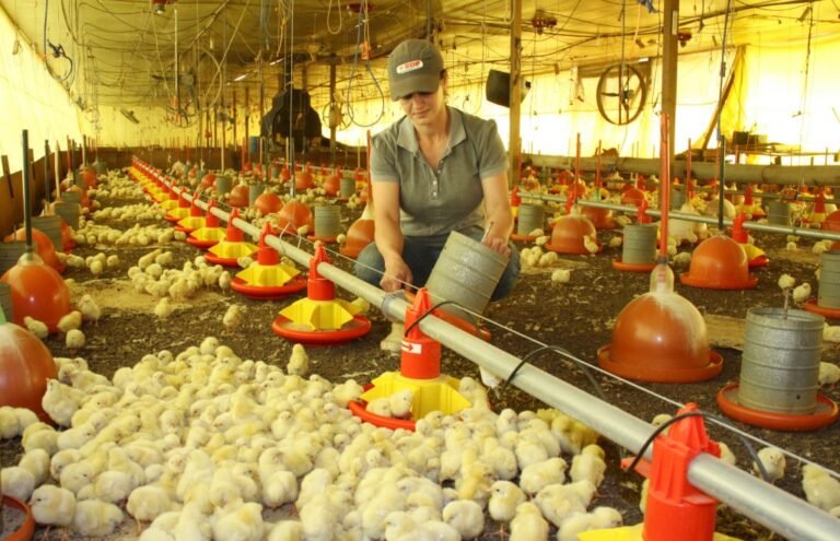 Programa Frango Vida impulsiona avicultura e incentiva projeto de escola avícola em Mato Grosso do Sul