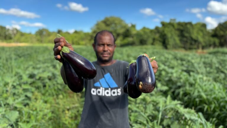 Programa de Alimentação Escolar da REE/MS fortalece agricultores familiares e melhora a aprendizagem