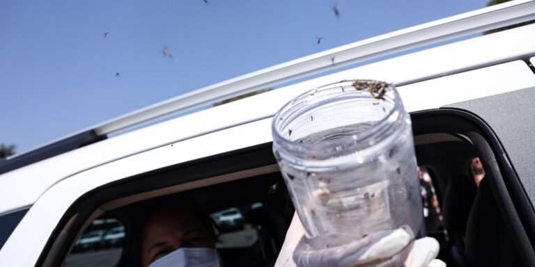 Ministério da Saúde solta mosquitos estéreis para controlar reprodução do Aedes