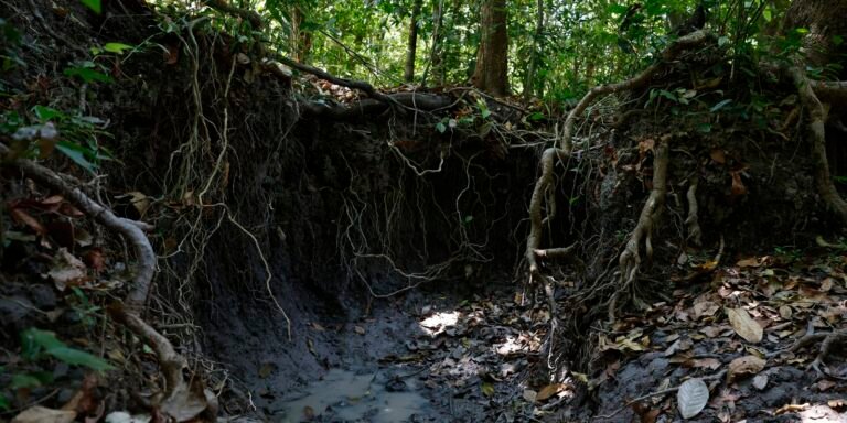 Solos do Brasil armazenam mais de 37 bilhões de toneladas de carbono orgânico