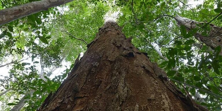 Nova resolução amplia usos do pau-brasil, árvore símbolo do Brasil