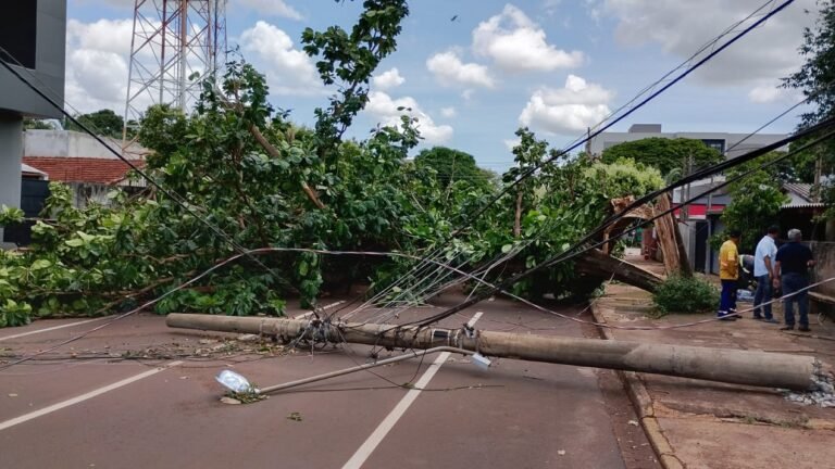 Prefeitura reduz impacto de temporal com supressão de árvores e resposta rápida