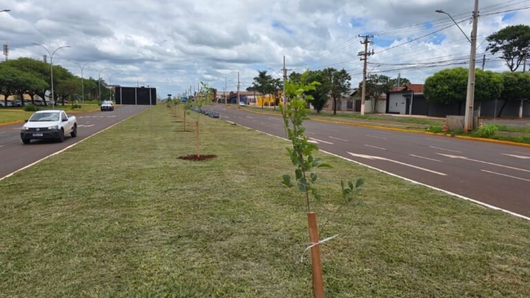 Prefeitura de Dourados inicia plantio de 280 mudas de ipês na Coronel Ponciano