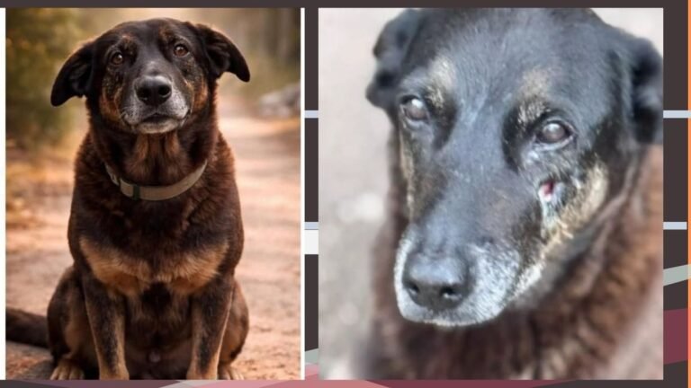 Polícia Civil divulga procedimentos investigativos no caso do “Cão Orelha”