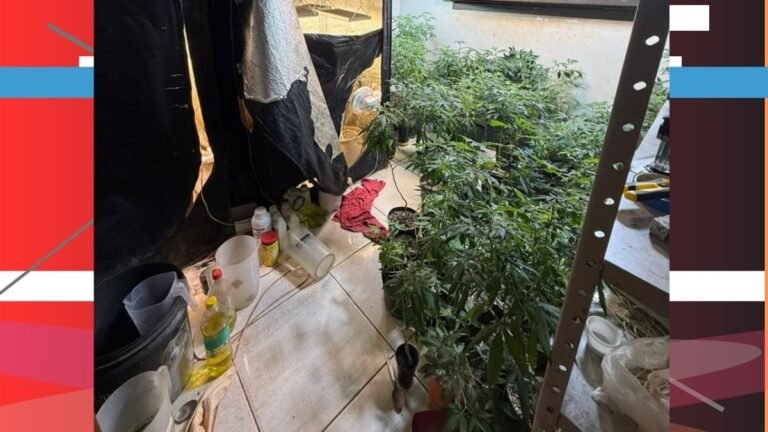 Polícia Civil localiza laboratório para cultivo ilícito de drogas 