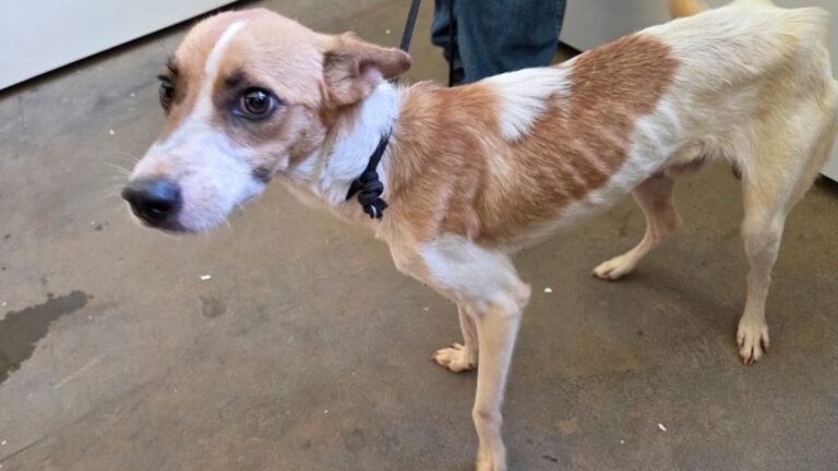 Homem é preso pela Polícia Civil por maus-tratos a três cães