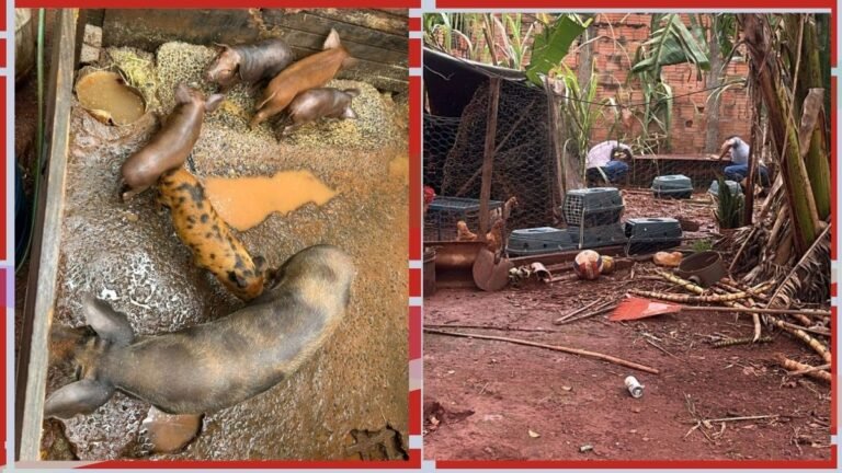 Homem é preso pela Polícia Civil por poluição ambiental