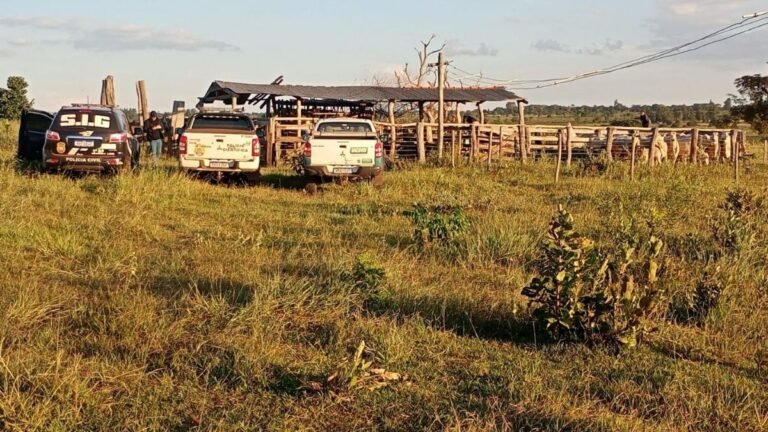 Pai e filho são presos duas vezes em 48 horas por receptação de bovinos em Nova Andradina