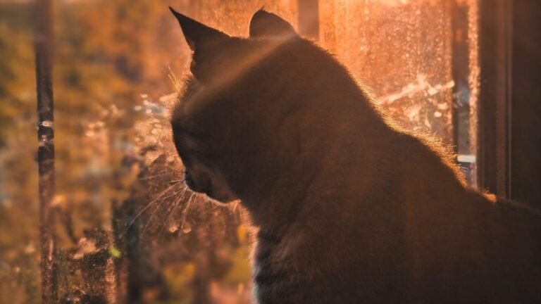 Previsão do tempo para esta sexta-feira 13 em Dourados e região