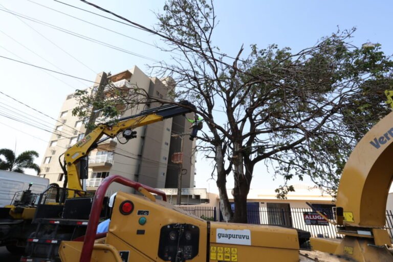 Prefeitura já removeu centenas de árvores condenadas e plantou mais de 700 mudas