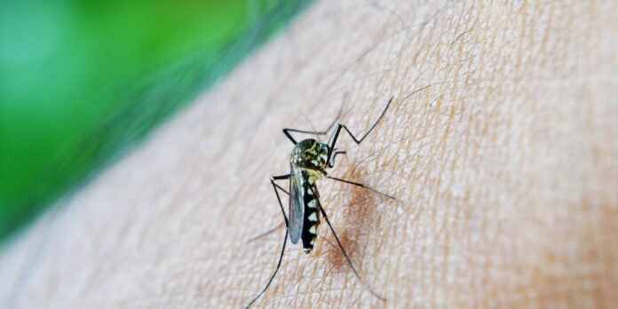 Close-up of a mosquito perched on human skin, showing its long legs and patterned abdomen on the forearm/back of hand area
