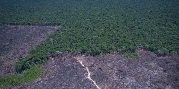 Aerial view of a dense green forest with a large cleared area and a dirt path cutting through the deforested land on the lower half of the image.