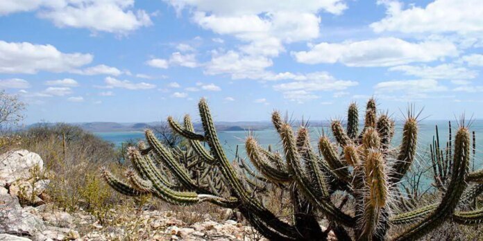 Desert hillside with tall, spiky cacti in the foreground and turquoise sea in the distance under a partly cloudy sky.