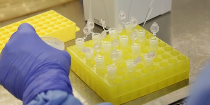 Gloved hand using a pipette to load yellow 1.5 mL tubes in a rack at a lab bench, a scientific setting photographed close-up.