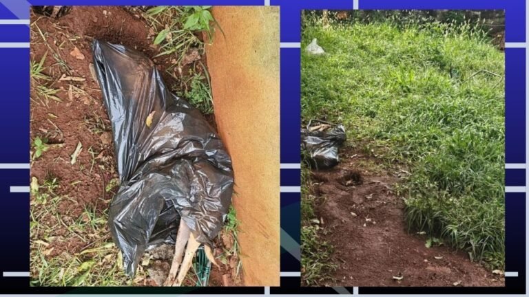 Mulher é presa em flagrante pela Polícia Civil por maus-tratos a um animal