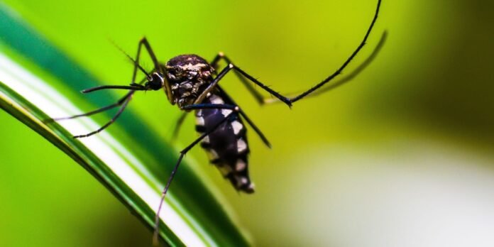 Close-up of a long‑legged insect with a black body and white markings on a green blade of grass, macro shot with a bright green background.