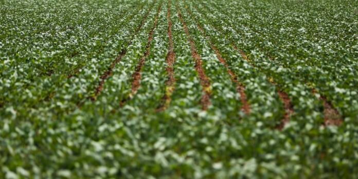 A vast farm field with evenly spaced green crops growing in parallel rows, extending to the horizon.