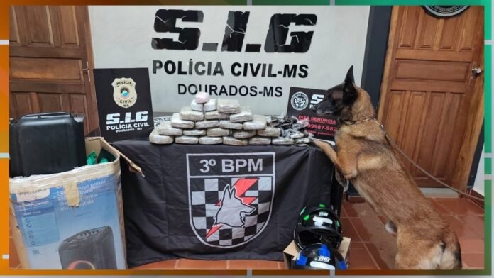 German shepherd on a leash sniffing a pile of seized drugs stacked on a table in a police display area with banners behind them (Polícia Civil-MS, Dourados).