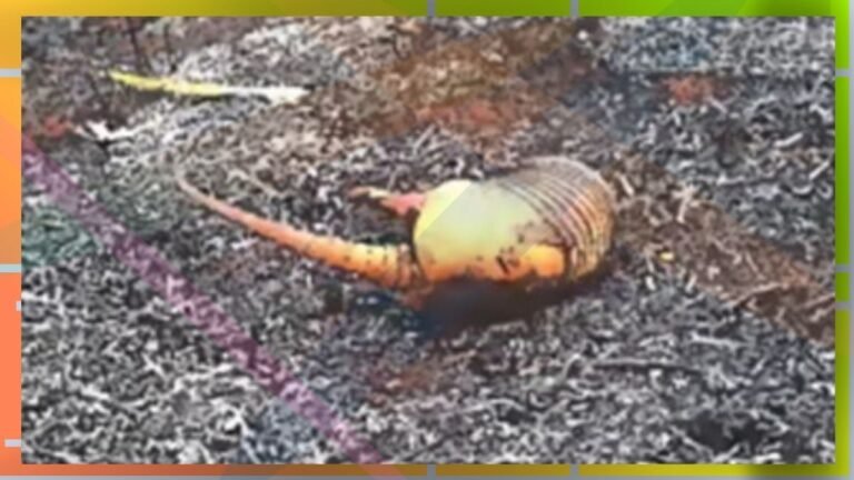 Orange curved shell-like object resting on a rough gravel surface; colorful border frames the image.